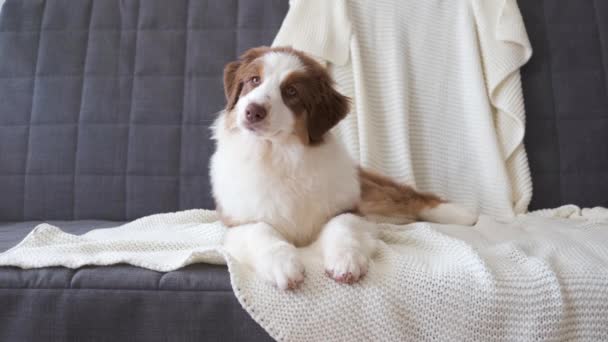 4 k. Pastor australiano vermelho três cores cachorro cão deitado no cobertor sofá — Vídeo de Stock