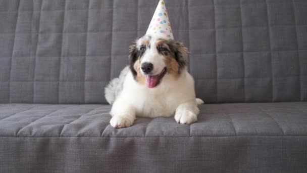 4 k. Pequeño australiano azul merle pastor perrito partido sombrero. Feliz cumpleaños. — Vídeos de Stock