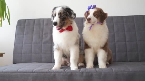 4k. Två australiska herde valp hund på soffan bowtie. Bandbåge. Alla hjärtans dag — Stockvideo