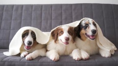 4 bin. Üç güzel küçük Avustralya çoban köpeği battaniyenin altında yatıyor.