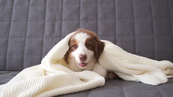 4k. Австралийский пастух красного цвета щенок лежал под одеялом — стоковое видео