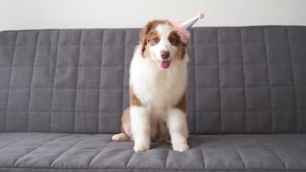 4k. Small Australian red shepherd puppy dog party hat. three colours — Stock Video