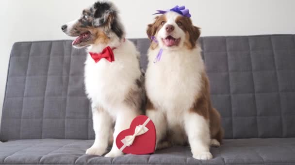 4k. Two Australian shepherd puppy dog on couch with with heart box. Valentine — Stock Video