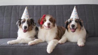 4 bin. Üç Küçük Avustralyalı çoban köpeği parti şapkası takıyor.