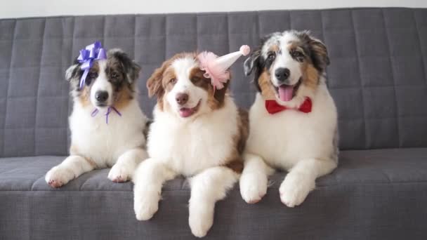 4k. Três australiano merle cão pastor cachorro vestindo chapéu de festa, laço de fita — Vídeo de Stock