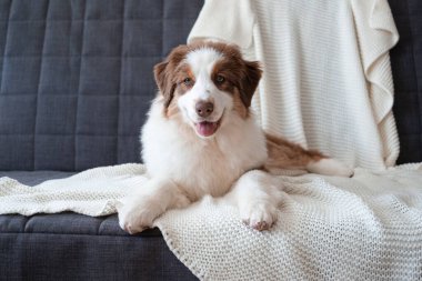  Avustralyalı çoban köpeği üç renkli yavru köpek kanepede yatıyor.