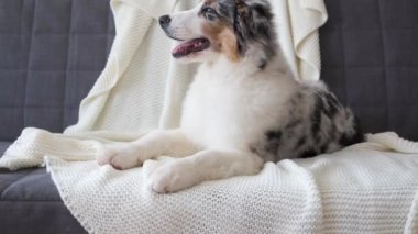 4 bin, kanepe battaniyesinde yatan küçük Avustralya çoban köpeği.