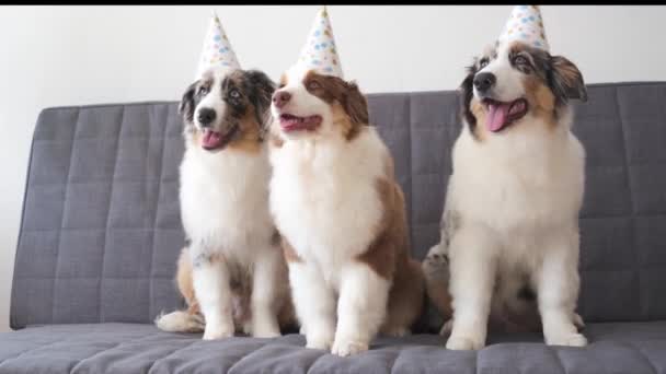 Três pequenos australianos merle pastor cachorro cachorro usando chapéu de festa — Vídeo de Stock