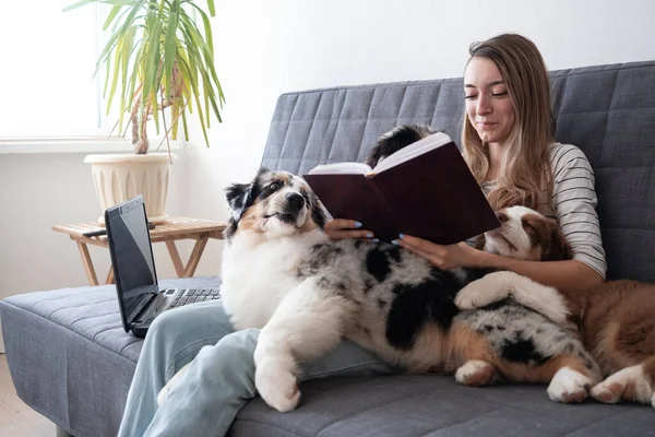 女人抱着三只澳大利亚牧羊犬在笔记本电脑上工作，阅读 — 图库照片