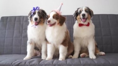 4 bin. Üç Avustralyalı çoban köpeği parti şapkası ve kurdele takıyor.