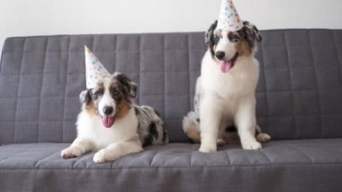 4 bin. İki küçük Avustralya mavi merle çoban köpeği parti şapkası takıyor.