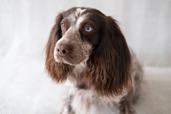 Russe épagneul chocolat merle différentes couleurs yeux chien assis sur plaid blanc. — Photo