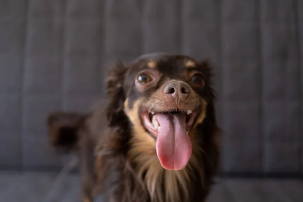 Funny brown russian toy terrier dogs nose boop — Stock Photo, Image