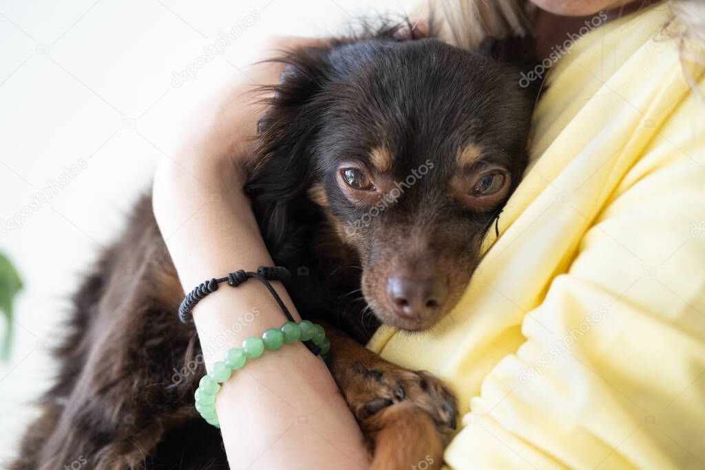 woman holding sad devoted brown russian toy terrier 