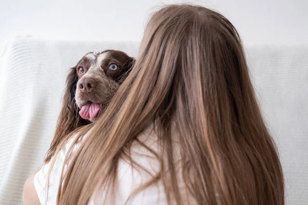 Mujer abrazo ruso spaniel perro marrón diferentes colores ojos. Siéntate. —  Fotos de Stock