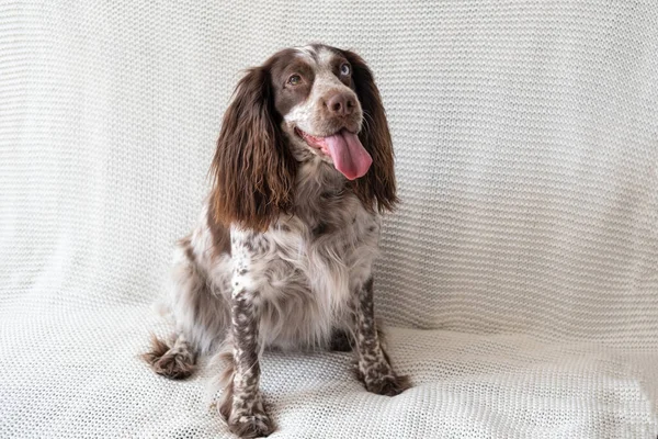 Ruský španěl čokoláda merle různé barvy oči pes sedět na gauči — Stock fotografie