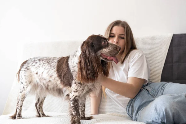 Ung, attraktiv kvinne tar hunden. Russisk spaniel brune øyne med forskjellige farger. sitte på hvit rutet. – stockfoto