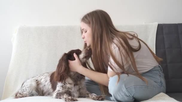 4k. Frau Haustier küssen russischen Spaniel Hund braun verschiedenen Farben Augen. sitzen auf — Stockvideo