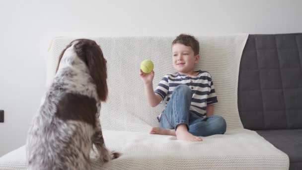 4k. Kleiner Junge spielt mit russischem Spaniel-Hund braun verschiedene Farben Augen. sitzen — Stockvideo