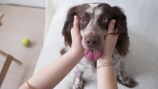 4k. Mãos das mulheres segurar russo spaniel cães cabeça cores diferentes olhos. — Vídeo de Stock