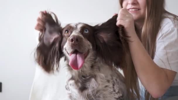 4k. Mãos das mulheres segurar russo spaniel cães orelhas cores diferentes olhos. — Vídeo de Stock