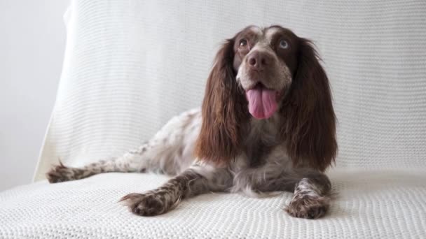 4kだ。ロシアのスパニエルチョコレートメルル異なる色の目犬はソファの上に横たわる — ストック動画