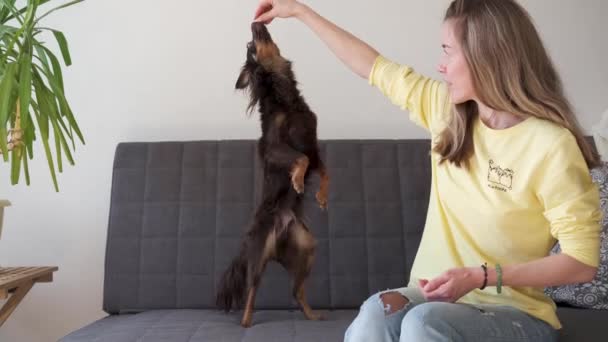 4k. Mujer rubia feliz entrenando con divertido juguete ruso marrón terrier en el sofá — Vídeos de Stock