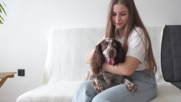 4k. atraente mulher pet russo spaniel cão marrom cores diferentes olhos. — Vídeo de Stock