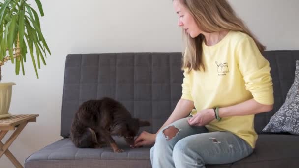 4k. Feliz mulher loira formação com engraçado marrom russo brinquedo terrier no sofá — Vídeo de Stock