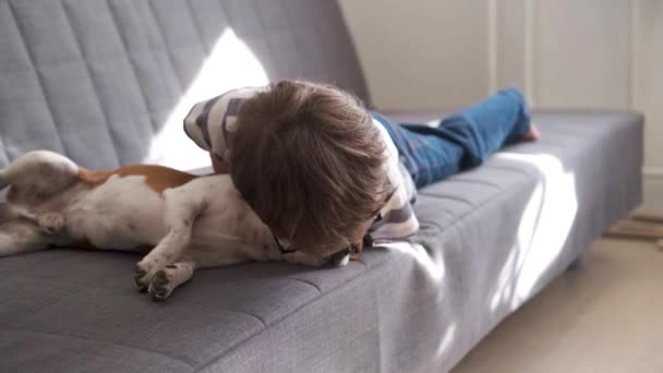 4k. En liten förskolekille i glasögon kysser hunden i soffan — Stockvideo