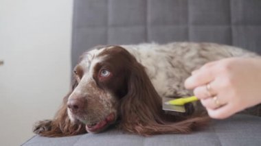 4 bin. Rus spanyel çikolatası. Farklı renkler. Köpekler top oynar.