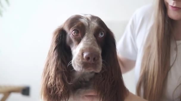 4k. Nők kezek kisállat orosz spániel kutya barna különböző színű szemek. Ülj le. — Stock videók