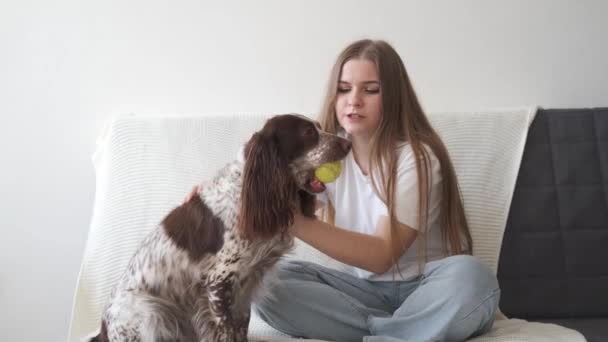 4k. Mulher jogar com spaniel russo cão marrom cores diferentes olhos. Sente. — Vídeo de Stock