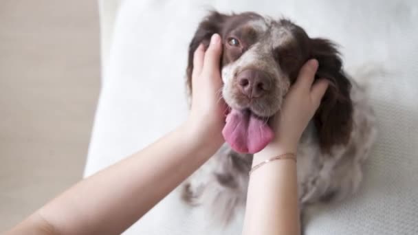 4k. Frauenhände halten russische Spaniel Hunde Kopf verschiedene Farben Augen. — Stockvideo