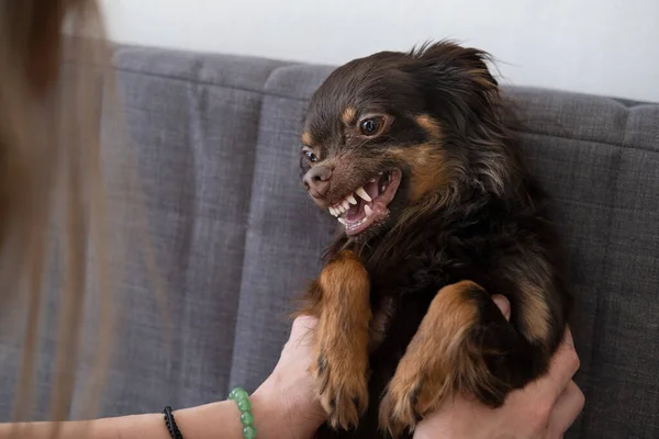 Womans hands hold cute angry brown russian toy terrier — Stock Photo, Image