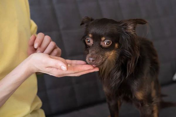 Womans hand feeding funny brown russian toy terrier on couch — Stock Photo, Image