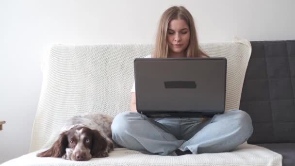 4k. Mujer trabaja en línea. ruso spaniel perro marrón diferentes colores ojos. — Vídeos de Stock