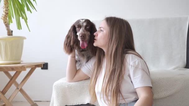 4k. Mujer abrazo ruso spaniel perro marrón diferentes colores ojos. Siéntate. — Vídeos de Stock