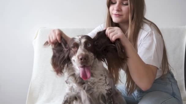 4k. Mujer hold ruso spaniel perros orejas diferentes colores ojos. — Vídeos de Stock