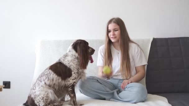 4k. Vrouw spelen met russische spaniël hond bruin verschillende kleuren ogen. — Stockvideo