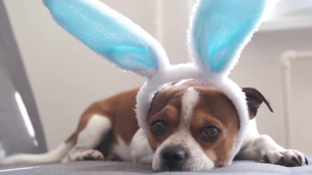 4k. Malý čivavský pes s králičíma ušima. Velikonoce