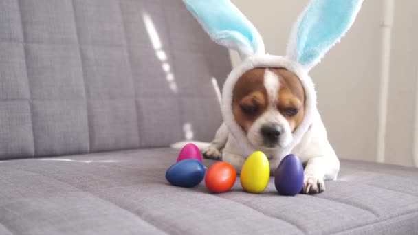 4k. Small chihuahua dog wearing bunny ears with painted eggs. easter — Stock Video