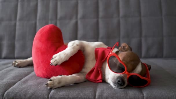 4k. Chihuahua kutya piros szívvel csokornyakkendőben napszemüvegben. valentin. — Stock videók