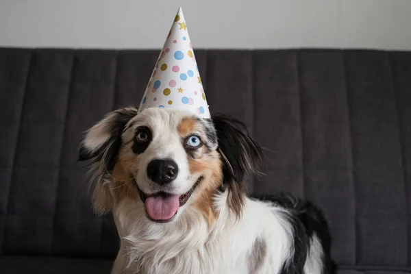 Zabawny australijski niebieski merle pasterz pies w party hat. — Zdjęcie stockowe
