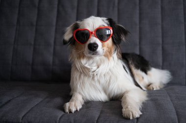 Avustralya çoban köpeği kalp gözlükleriyle kanepede yatıyor. Sevgililer Günü