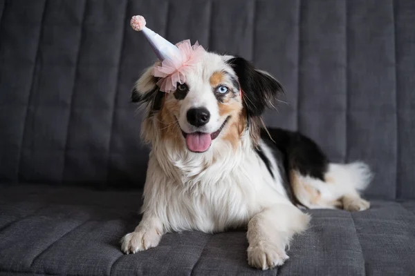 Chien de berger merle bleu australien drôle en chapeau de fête rose. — Photo