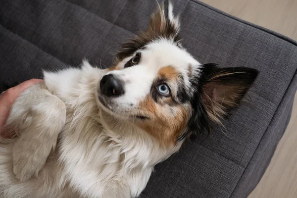 Cute funny Australian shepherd blue merle dogs face different colours eyes — Stock Photo, Image