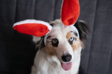 Avustralyalı çoban köpeği tavşan kulağı takıyor. Paskalya