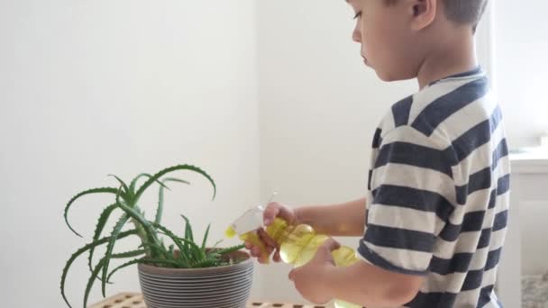 4k. Забавный маленький милый мальчик поливает растение в доме. — стоковое видео