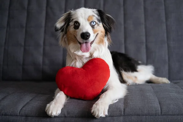 Cão pastor australiano engraçado deitado no sofá com o coração brinquedo macio. Dia dos namorados Imagem De Stock